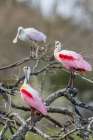 USA-South Texas Roseate spoonbills preening Art Print